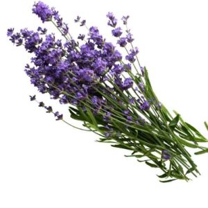 Lavendelpflanze und ätherisches Lavendelöl als Duftreiz zur Unterstützung der Stressregulation
