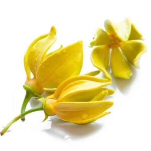 Ylang-Ylang-Blüten und ätherisches Ylang-Ylang-Öl als Duftreiz für vegetative Regulation